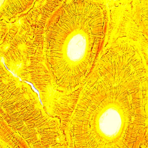 fotografia microscopio biologico MAGUS Bio 250B,  21