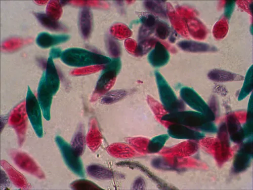 immagine set di vetrini preparati Levenhuk N38 NG,  12