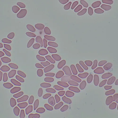 fotografia microscopio biologico digitale MAGUS Bio D290T LCD,  33