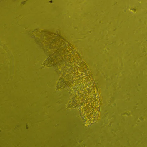 figura microscopio biologico digitale invertito MAGUS Bio VD360 LCD,  29