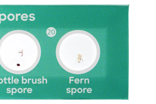 fotografia levenhuk Discovery Flora & Fauna Set con 24 vetrini preparati,  8