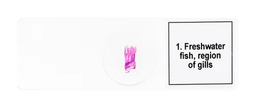 fotografia set di micropreparati Levenhuk Discovery Prof DPS 5. “Mondo anfibio”,  7