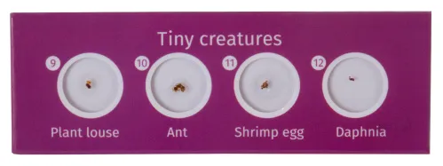 immagine levenhuk LabZZ C12 Set di vetrini preparati Animali,  4