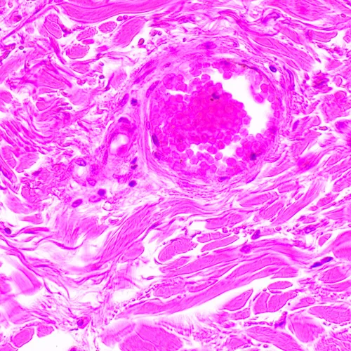 foto microscopio biologico MAGUS Bio 290T,  24