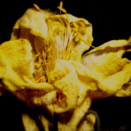 foto microscopio stereoscopico MAGUS Stereo 9T,  23