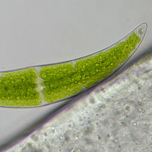 immagine microscopio Bresser Researcher Trino 40–1000x,  16