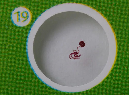 immagine levenhuk LabZZ CP24 Set di vetrini preparati Piante e Animali,  10