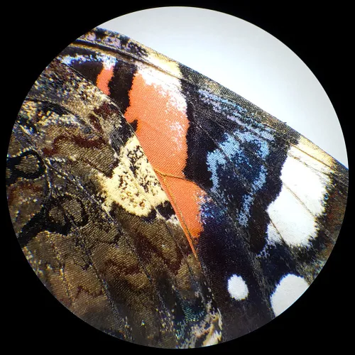 immagine microscopio a luce trasmessa e incidente BRESSER Analyth STR 10x - 40x,  6
