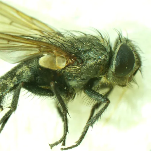 foto microscopio stereoscopico MAGUS Stereo A6,  15