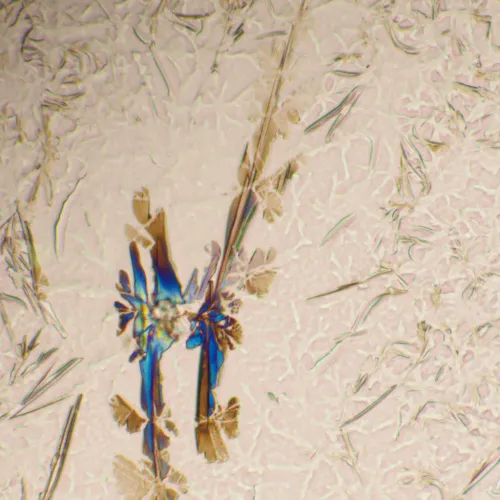 foto microscopio biologico MAGUS Bio 290T,  25