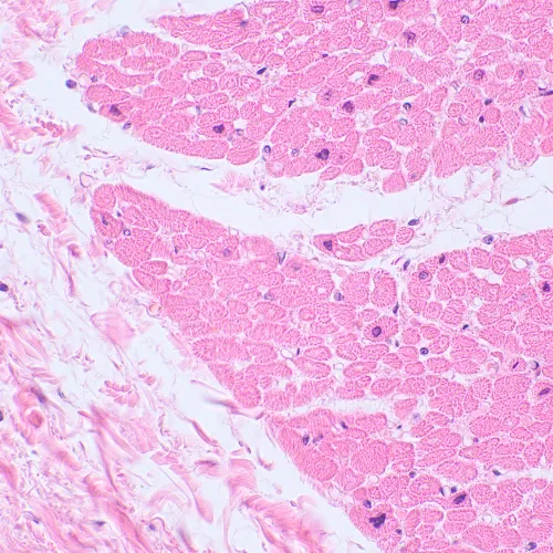 foto microscopio biologico MAGUS Bio D230TL LCD,  29