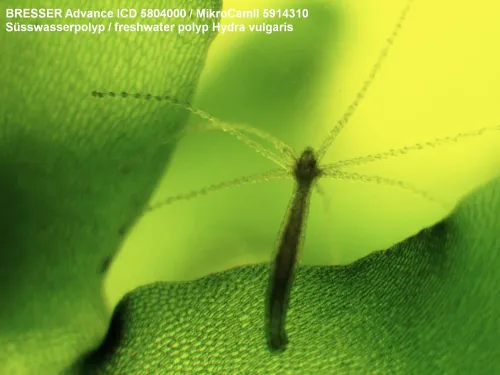 immagine microscopio Bresser Advance ICD 10–160x,  5