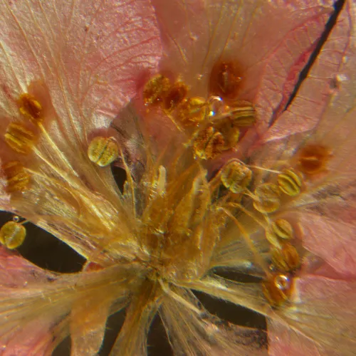 foto microscopio stereoscopico MAGUS Stereo A6,  16