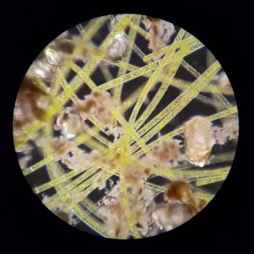 foto microscopio da campo Bresser Science XPD-101,  5