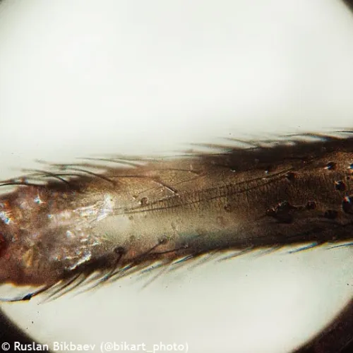 immagine microscopio Levenhuk Rainbow 50L PLUS,  26