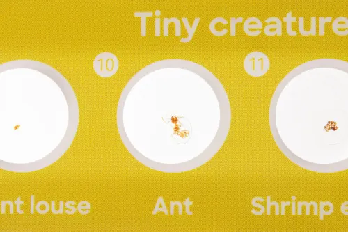 fotografia levenhuk Discovery Fauna Set con 12 vetrini preparati,  6