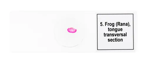 fotografia set di micropreparati Levenhuk Discovery Prof DPS 5. “Mondo anfibio”,  8