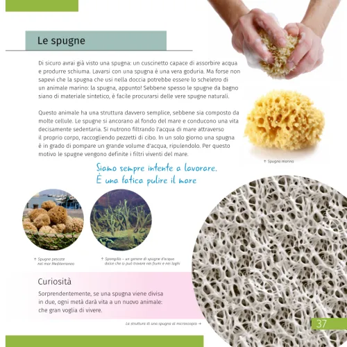 immagine mondo invisibile. Libro educativo. Copertina rigida,  10