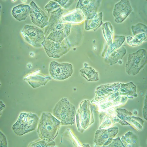 foto microscopio biologico invertito MAGUS Bio V360,  23