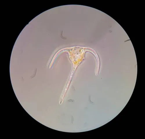 foto microscopio da campo Bresser Science XPD-101,  3