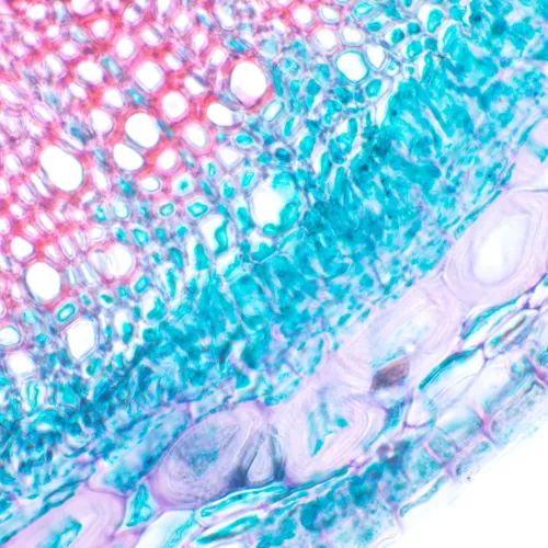 fotografia microscopio biologico MAGUS Bio 230T,  12