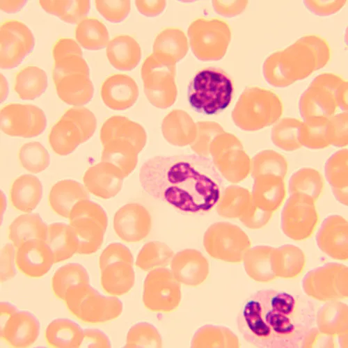 fotografia microscopio biologico MAGUS Bio 250B,  20