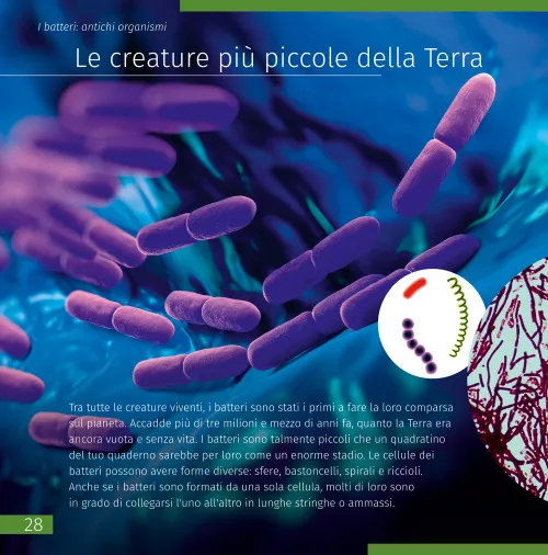 figura mondo invisibile. Libro educativo,  5