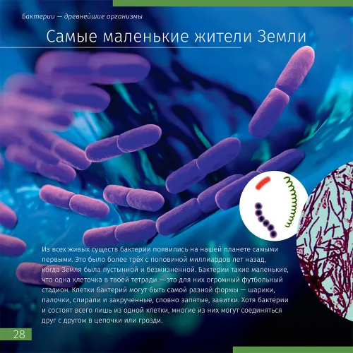 figura mondo invisibile. Libro educativo,  5