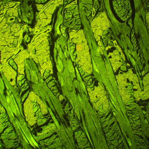 immagine microscopio a fluorescenza MAGUS Lum 460L,  21