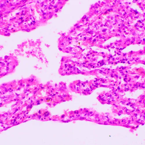 immagine microscopio biologico MAGUS Bio 270T,  23