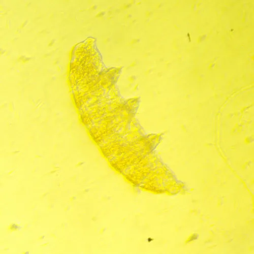 figura microscopio biologico invertito MAGUS Bio V350,  12