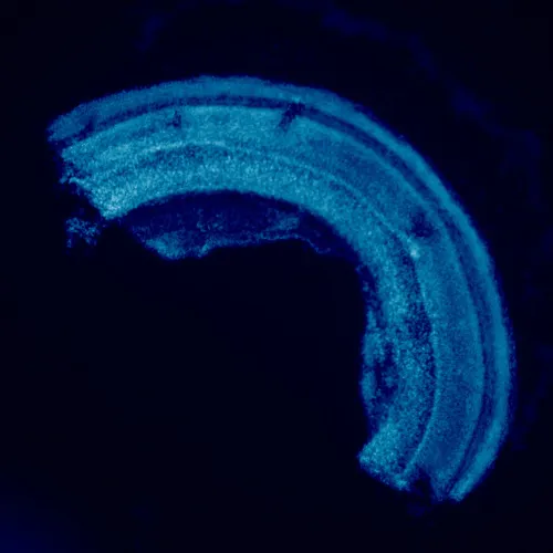 immagine microscopio a fluorescenza MAGUS Lum 460L,  23