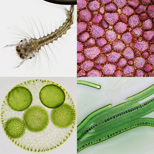 figura stereomicroscopio Bresser Biorit ICD CS 5–20x LED,  4