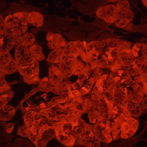 figura microscopio a fluorescenza invertito digitale MAGUS Lum VD500L LCD,  24