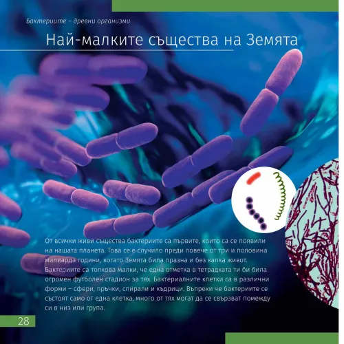 figura mondo invisibile. Libro educativo,  5