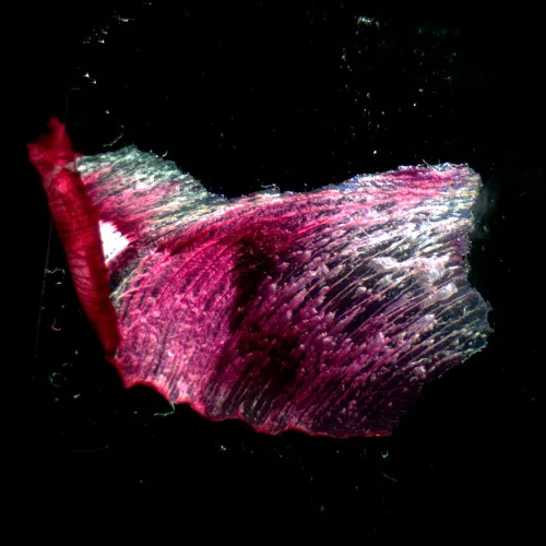 immagine microscopio stereoscopico MAGUS Stereo A18T,  3