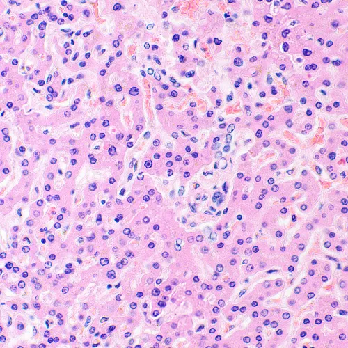 fotografia microscopio biologico digitale MAGUS Bio D290T LCD,  34
