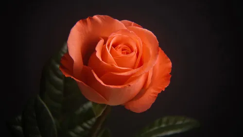 immagine fototelescopio Levenhuk Kelvin MAK60 mini AZ,  21
