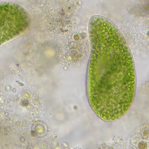 immagine microscopio Bresser Researcher Trino 40–1000x,  14