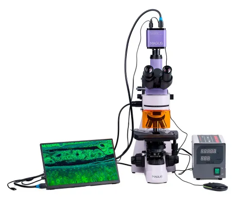 immagine microscopio a fluorescenza digitale MAGUS Lum D400 LCD,  6
