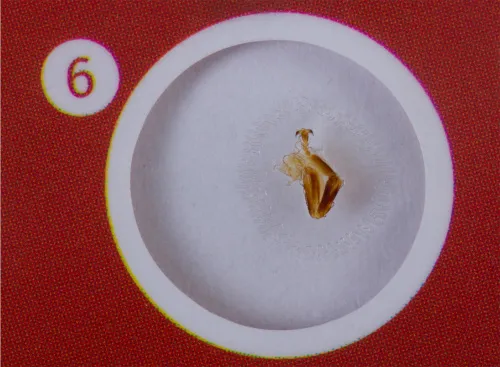 immagine levenhuk LabZZ C12 Set di vetrini preparati Animali,  5