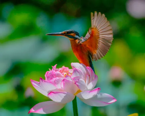 immagine fototelescopio Levenhuk Kelvin MAK60 mini AZ,  18
