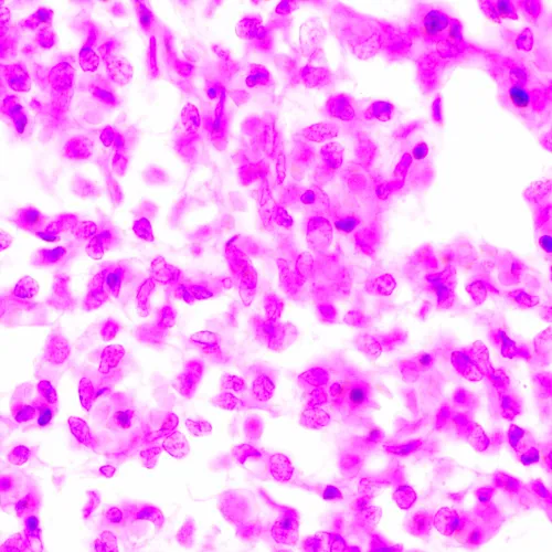 immagine microscopio biologico MAGUS Bio 270T,  24