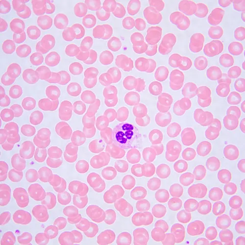 fotografia microscopio biologico MAGUS Bio 240T,  24