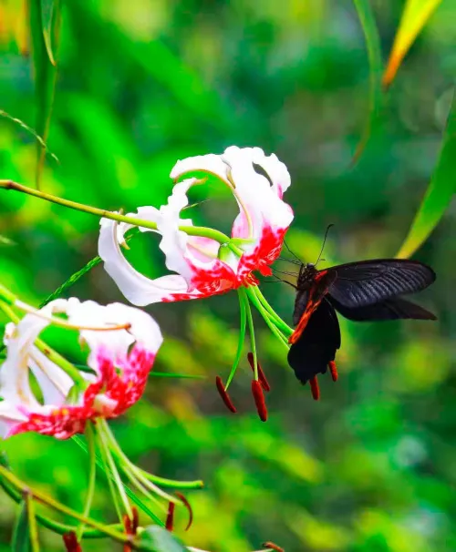 immagine fototelescopio Levenhuk Kelvin MAK60 mini AZ,  20