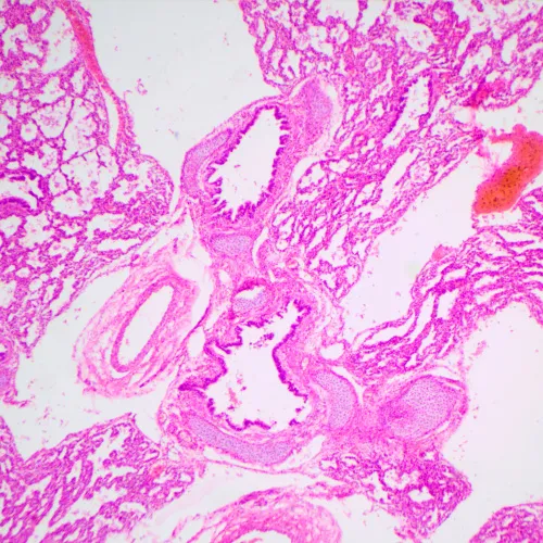 fotografia microscopio biologico MAGUS Bio 240T,  23