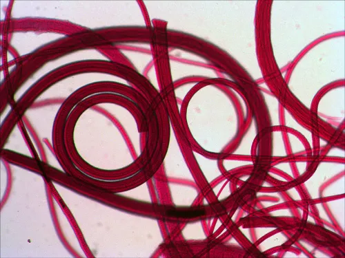 figura set di vetrini preparati Levenhuk N10 NG,  8