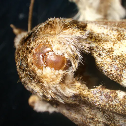 immagine microscopio stereoscopico MAGUS Stereo A18T,  6