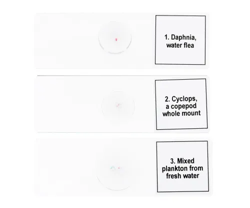 immagine set di micropreparati Levenhuk Discovery Prof DPS 5. “La vita in una goccia d’acqua”,  6