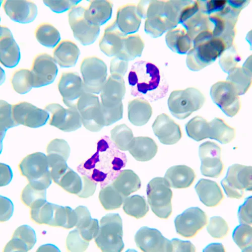 fotografia microscopio biologico MAGUS Bio 230BL,  21